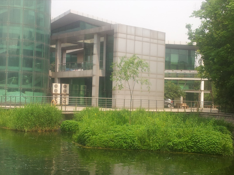 自然落子生長(zhǎng)的柳樹(shù)（項(xiàng)目建設(shè)第三年春天）